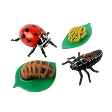 LADYBUG LIFE CYCLE STAGES